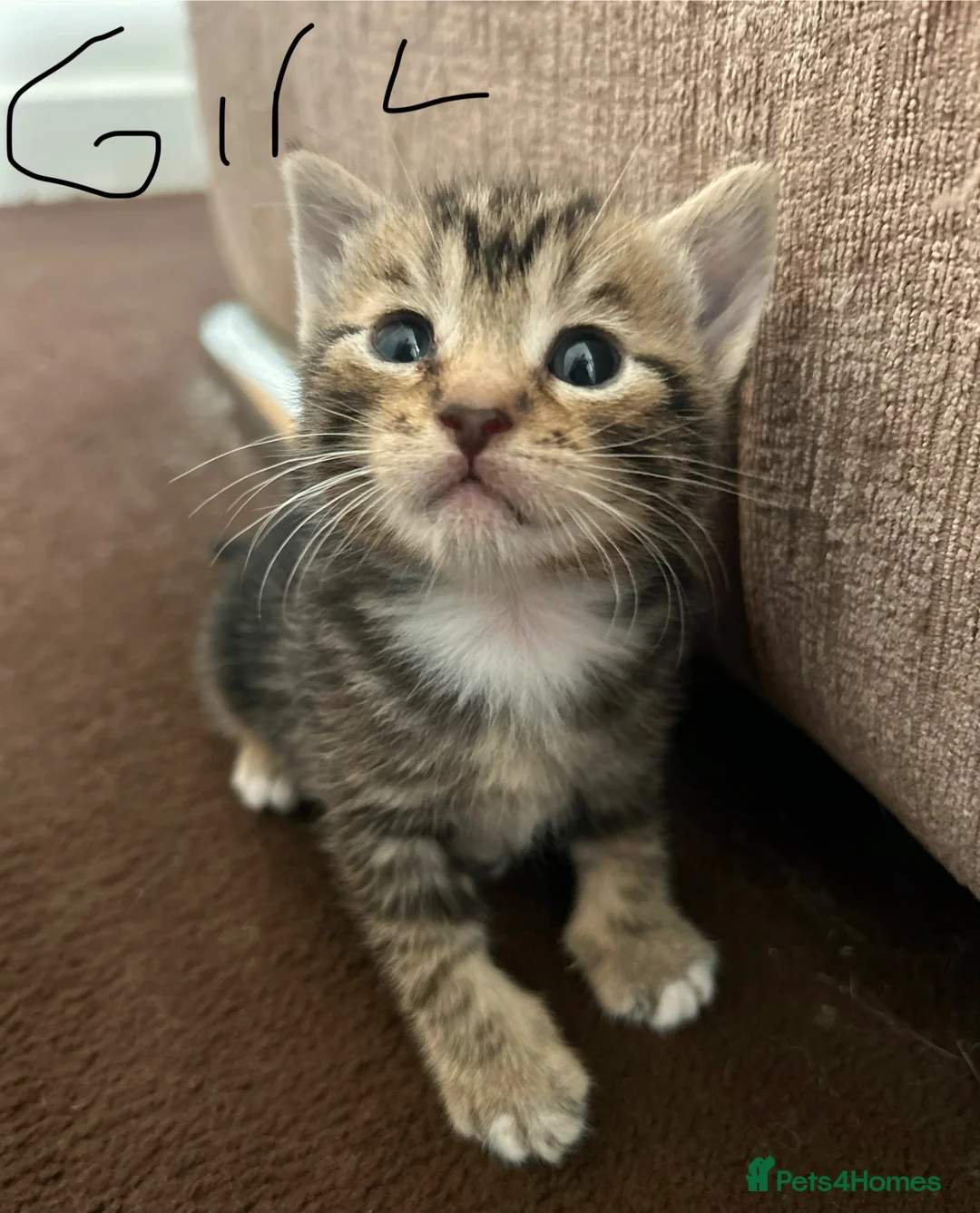 Mixed Breed cats for sale: TABBY KITTENS - Advert 2