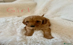 Cockapoo dogs for sale: Adorable little Cockapoo puppies  - Image 4