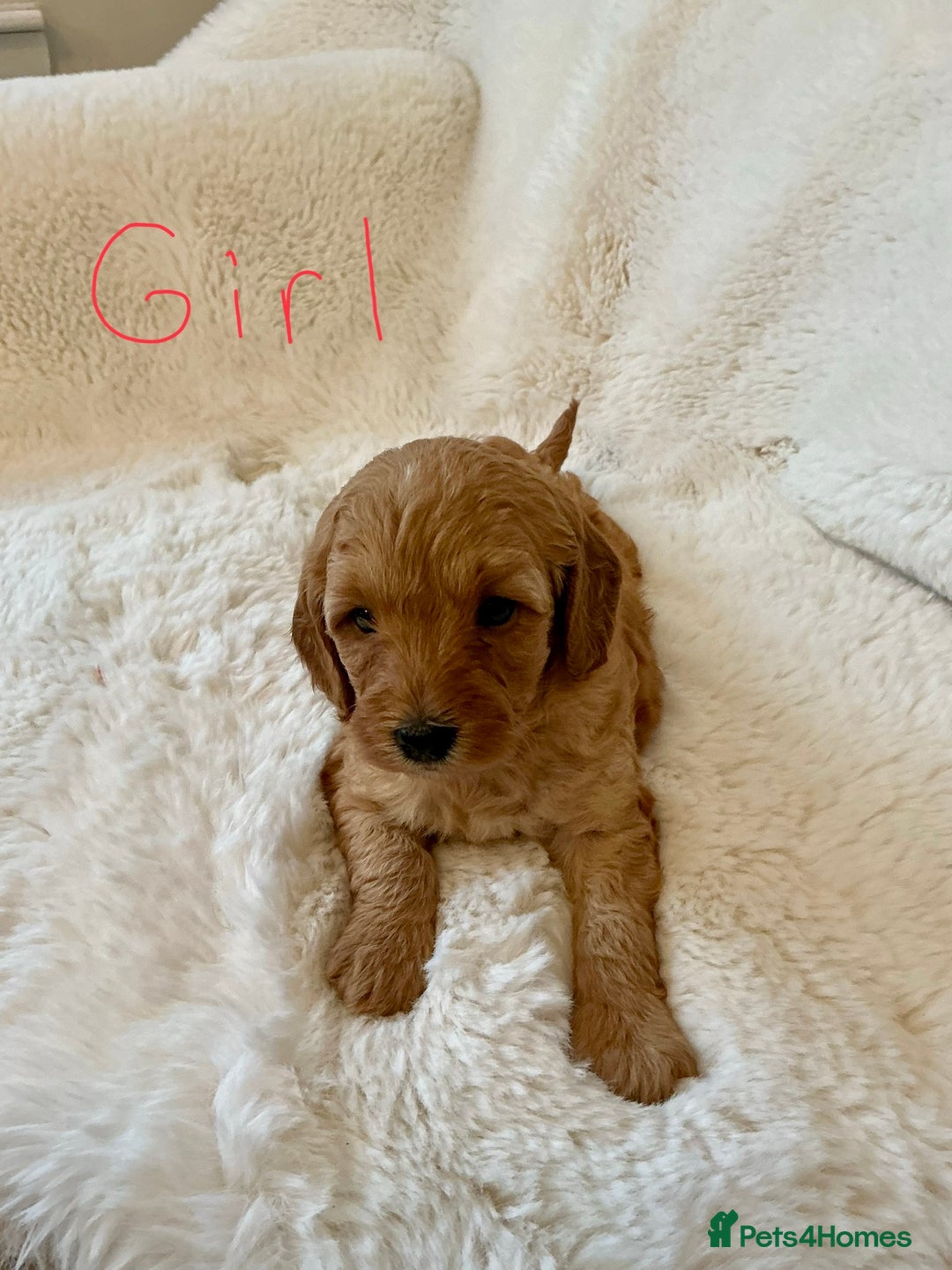 Cockapoo dogs for sale: Adorable little Cockapoo puppies  - Image 4