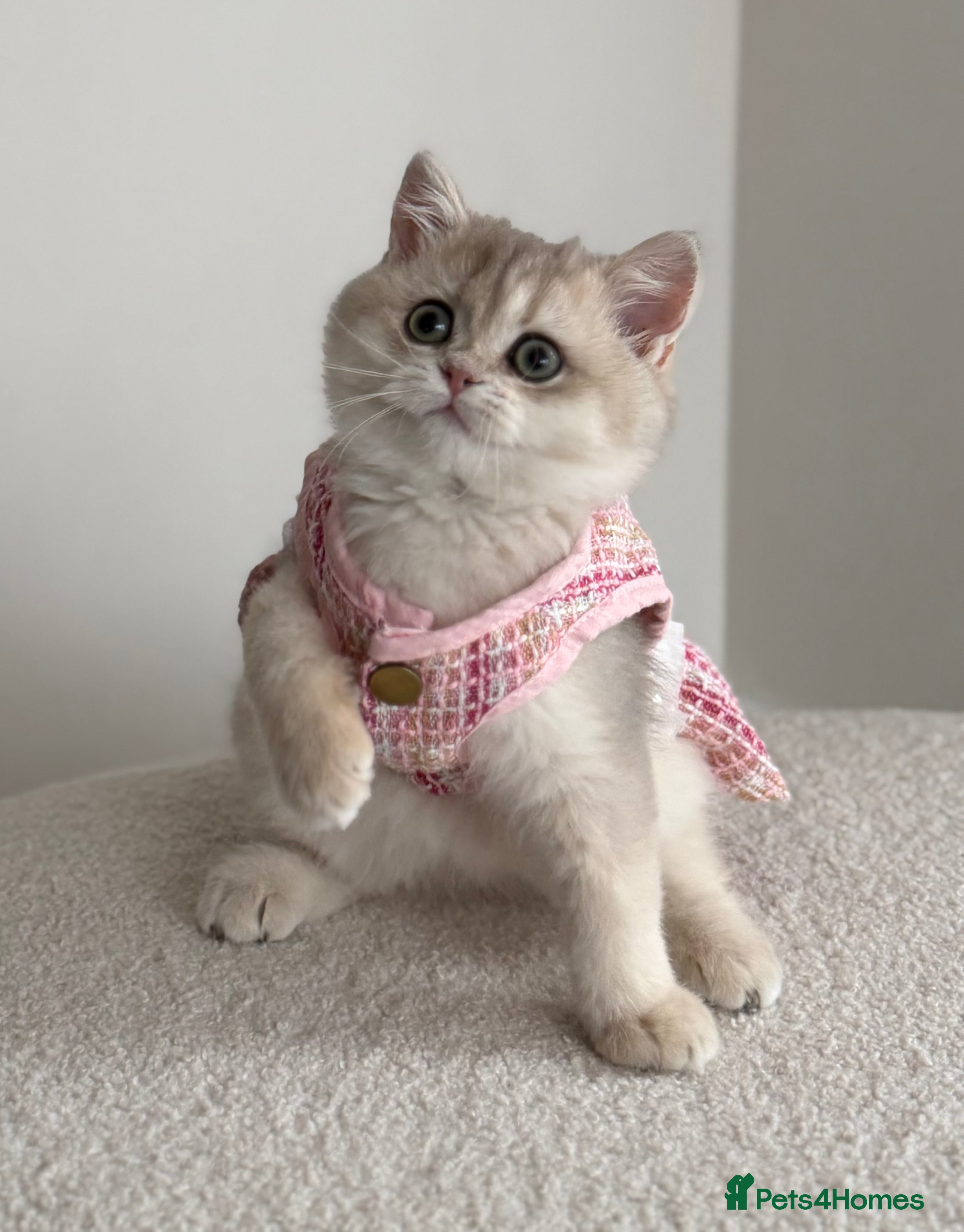 British Shorthair cats Blue Golden British Shorthair kitty - Advert 8