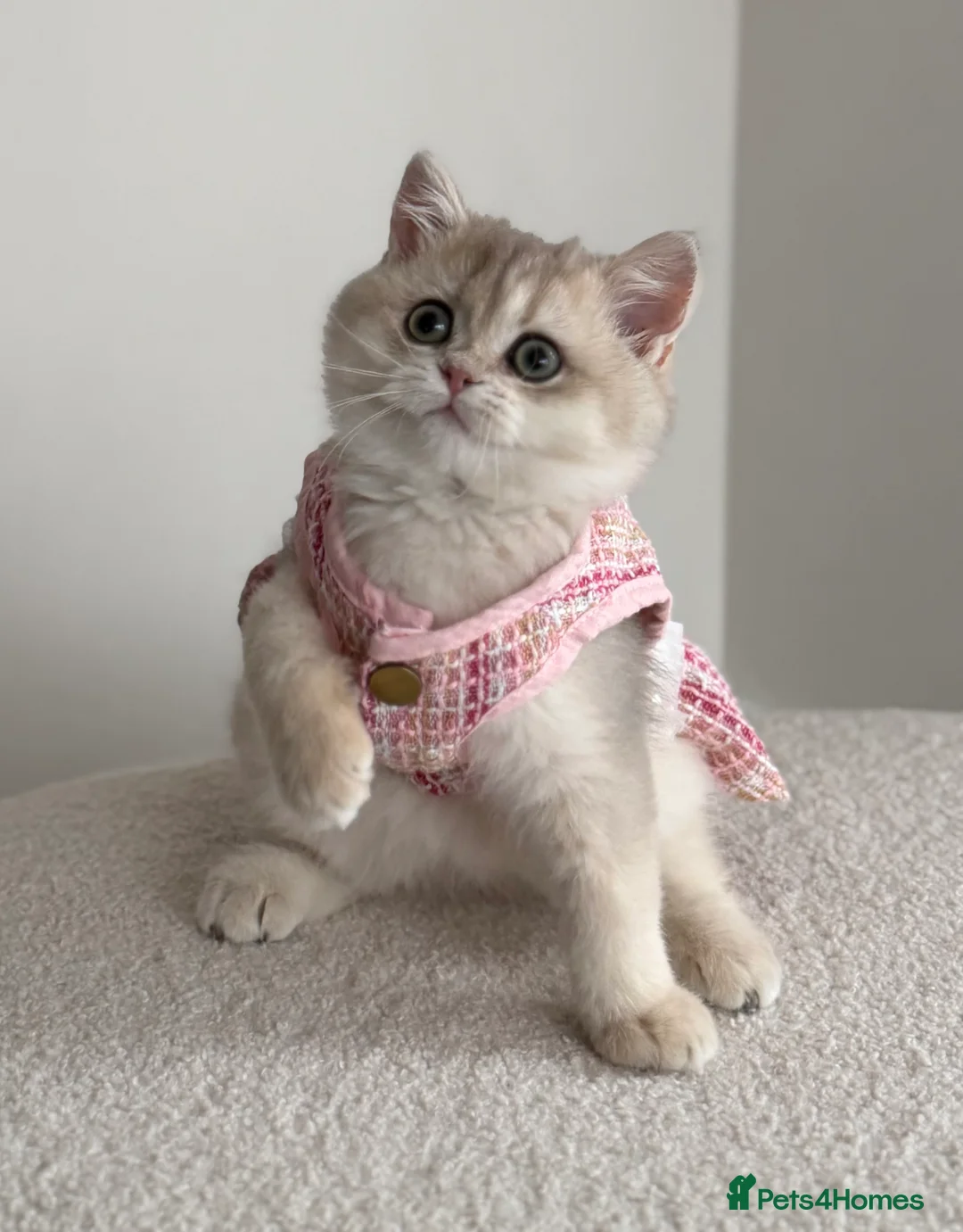 British Shorthair cats for sale: Blue Golden British Shorthair kitty sold  - Advert 1