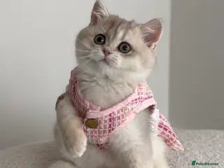 British Shorthair cats Blue Golden British Shorthair kitty - Advert 8