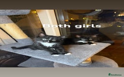 British Longhair cats for sale: British Longhair mix Kittens  - Image 2