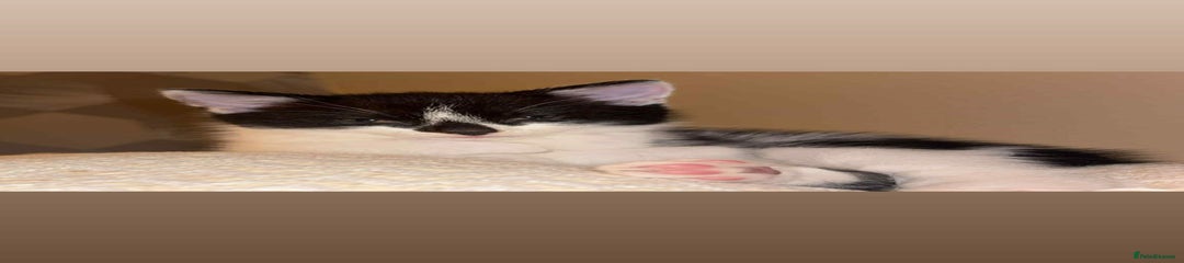 British Shorthair Kitten 1
