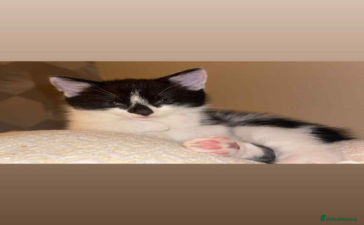 British Shorthair cats - Advert 10