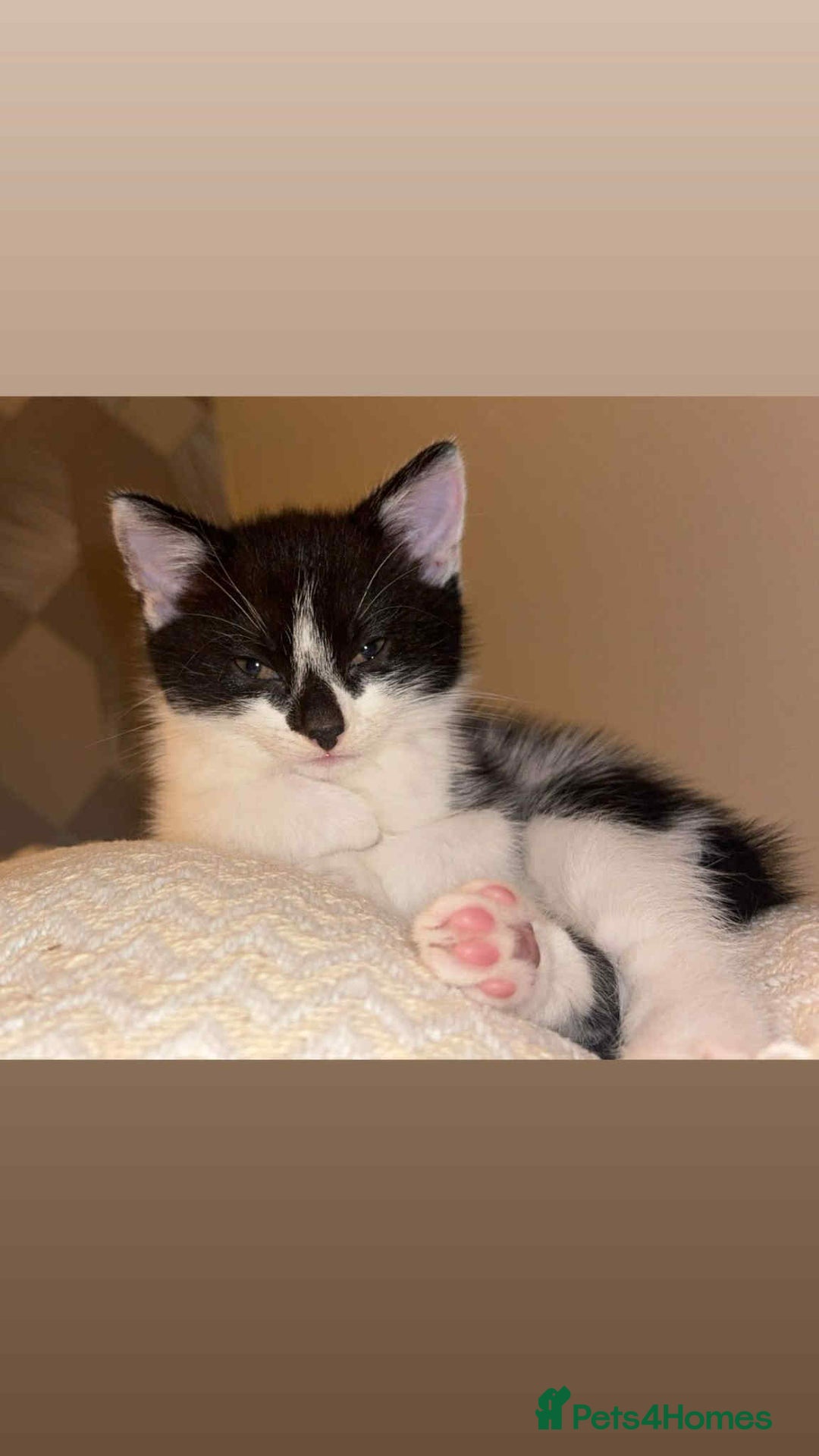 British Shorthair cats for sale: Last girl available ready to leave 13/09! - Image 1