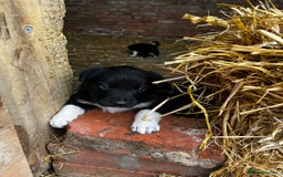Mixed Breed dogs for sale: Collie puppies for sale - Image 1