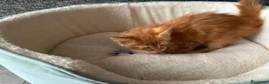 Maine Coon Kitten 4