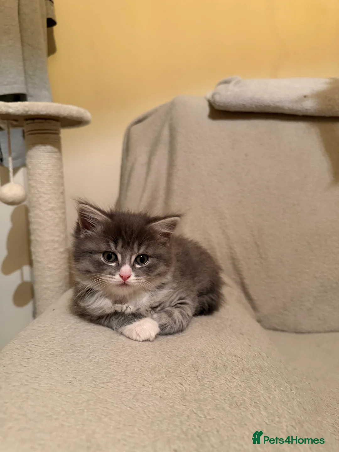 Ragdoll cats for sale: Ragdoll x BSH  - Advert 11