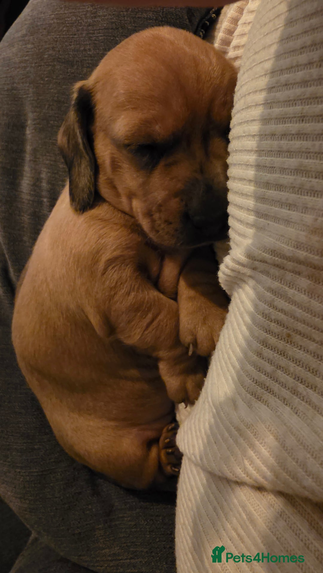 Miniature Dachshund dogs for sale: Beautiful Dachshund Girl - Ready in 2 weeks - Advert 7
