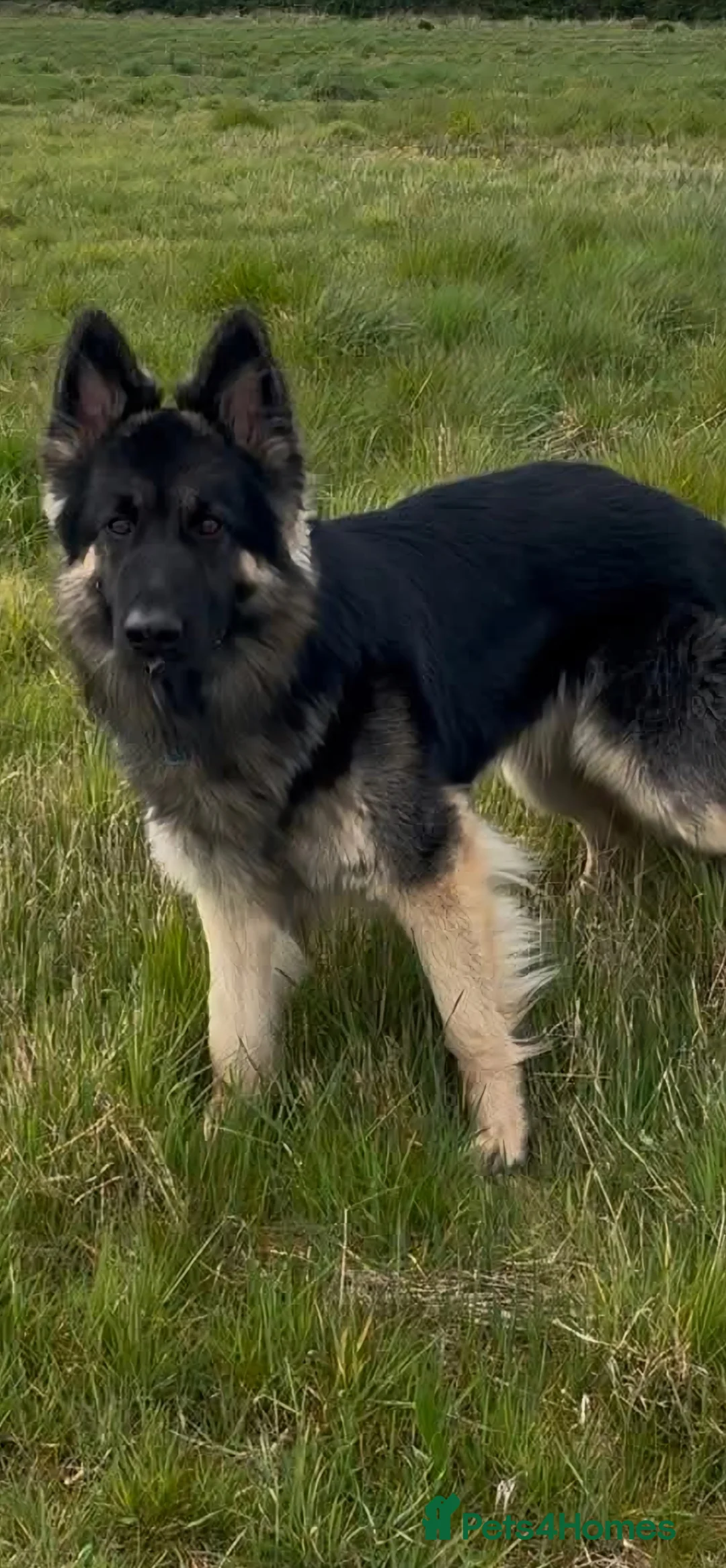 German Shepherd dogs for stud: Chunky GSD male for stud  in Redcar - Advert 23