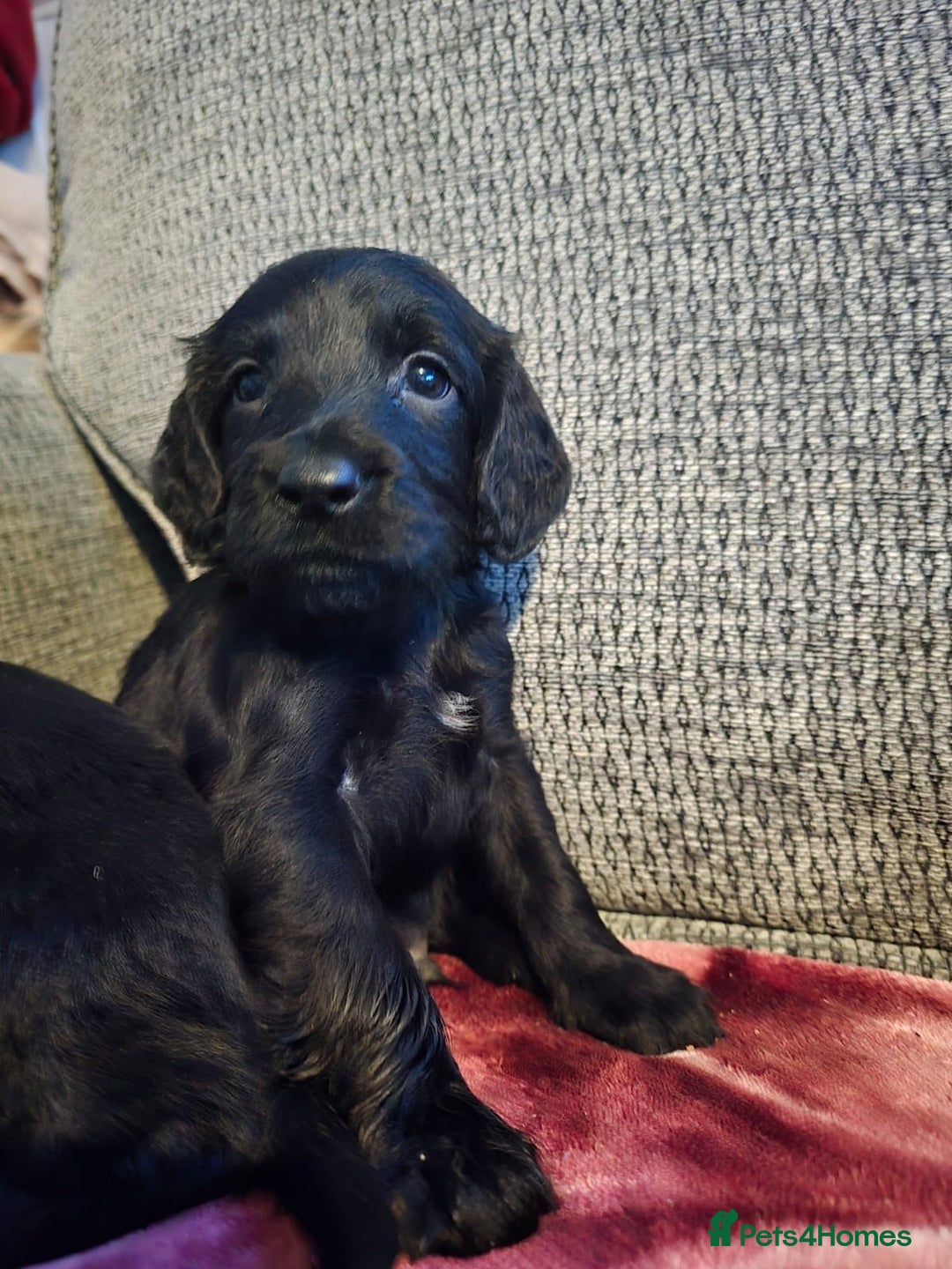 Cocker Spaniel dogs for sale: KC Registered Cocker Spaniel Puppies - Advert 16