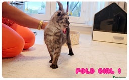Scottish Fold cats for sale: Adorable scottish fold kittens - Image 4