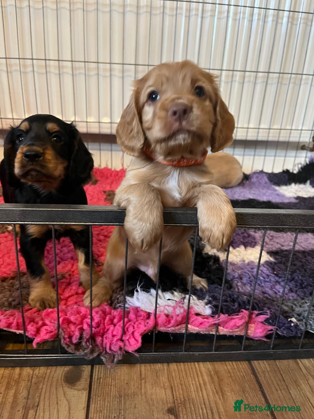 Cocker Spaniel dogs for sale: Cocker spaniel puppies - Image 22