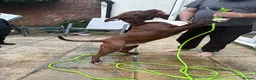 Mixed Breed dogs for sale: Woody  - Advert 17