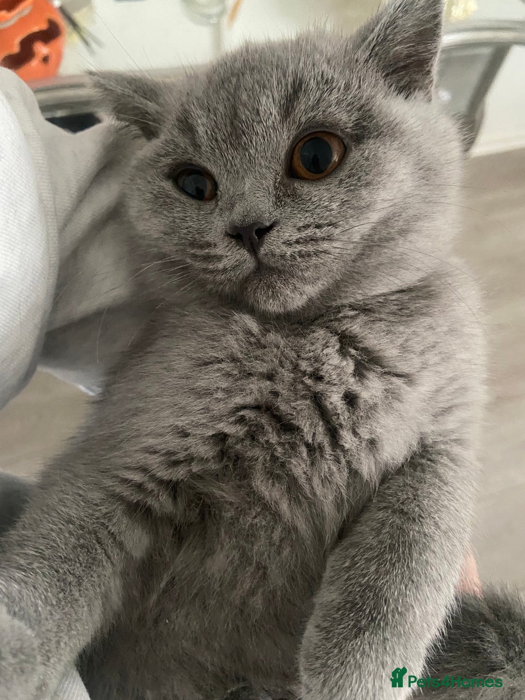 British Shorthair cats for sale: 1 gccf reg blue boy left  - Advert 27