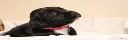 Springador dogs for sale: Springador Puppies – 1 Boy & 4 Girls - Advert 26