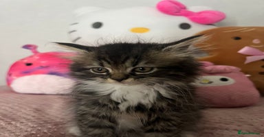 Mixed Breed cats - Advert 4