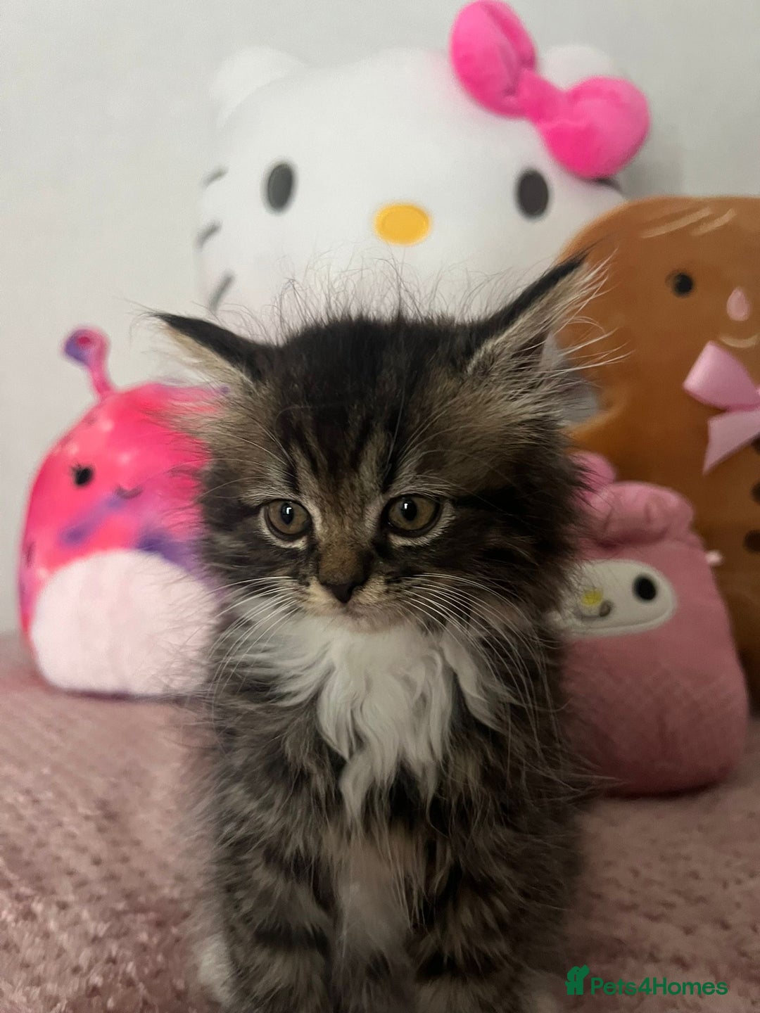 Mixed Breed cats for sale: Persian/maine coon kittens for sale  - Image 2