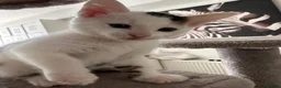 Mixed Breed cats for sale: Looking for my loving dream home!🐾 in Enfield - Advert 6