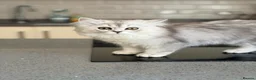 British Shorthair cats for sale: BSH / Persian chinchilla kittens ready now ❤️ - Advert 9