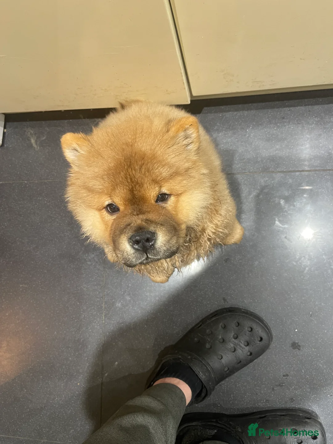 Chow Chow dogs for sale:  Chow chow  - Advert 3