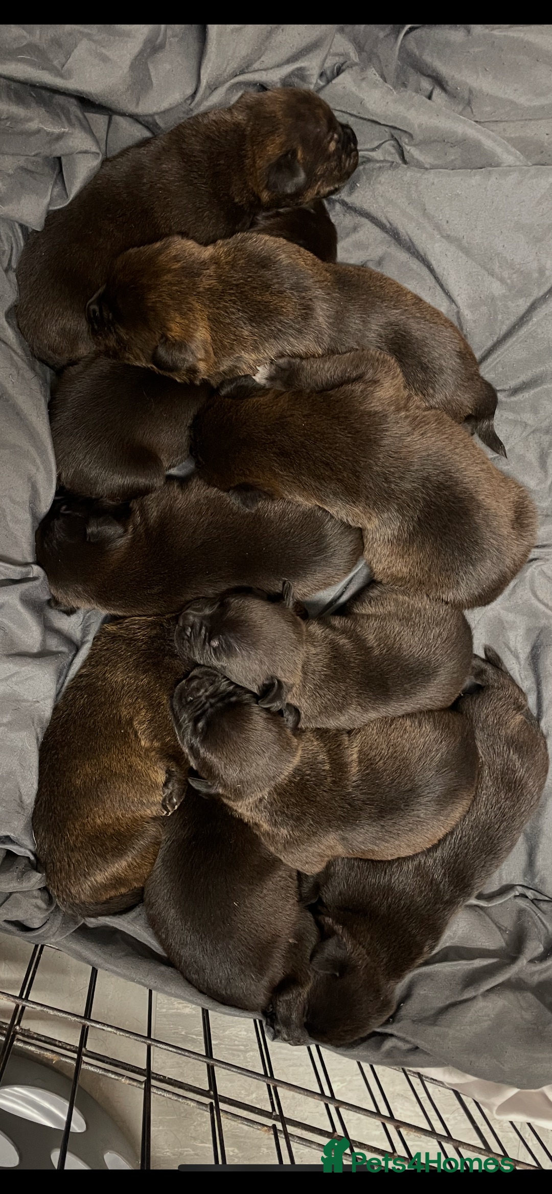 Mixed Breed dogs for sale: Staffy X Rottweiler puppies for sale - Image 7