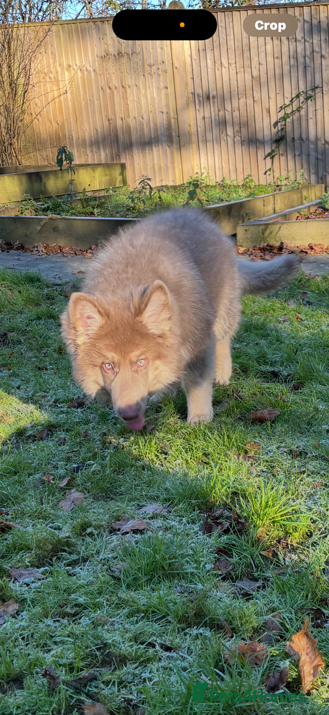 German Shepherd dogs for sale: Kc registered DNA Health tested gsd puppy  - Advert 6
