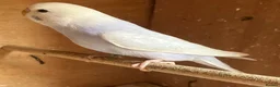 Budgerigars birds for sale: Baby budgies and pairs for sale  - Advert 10
