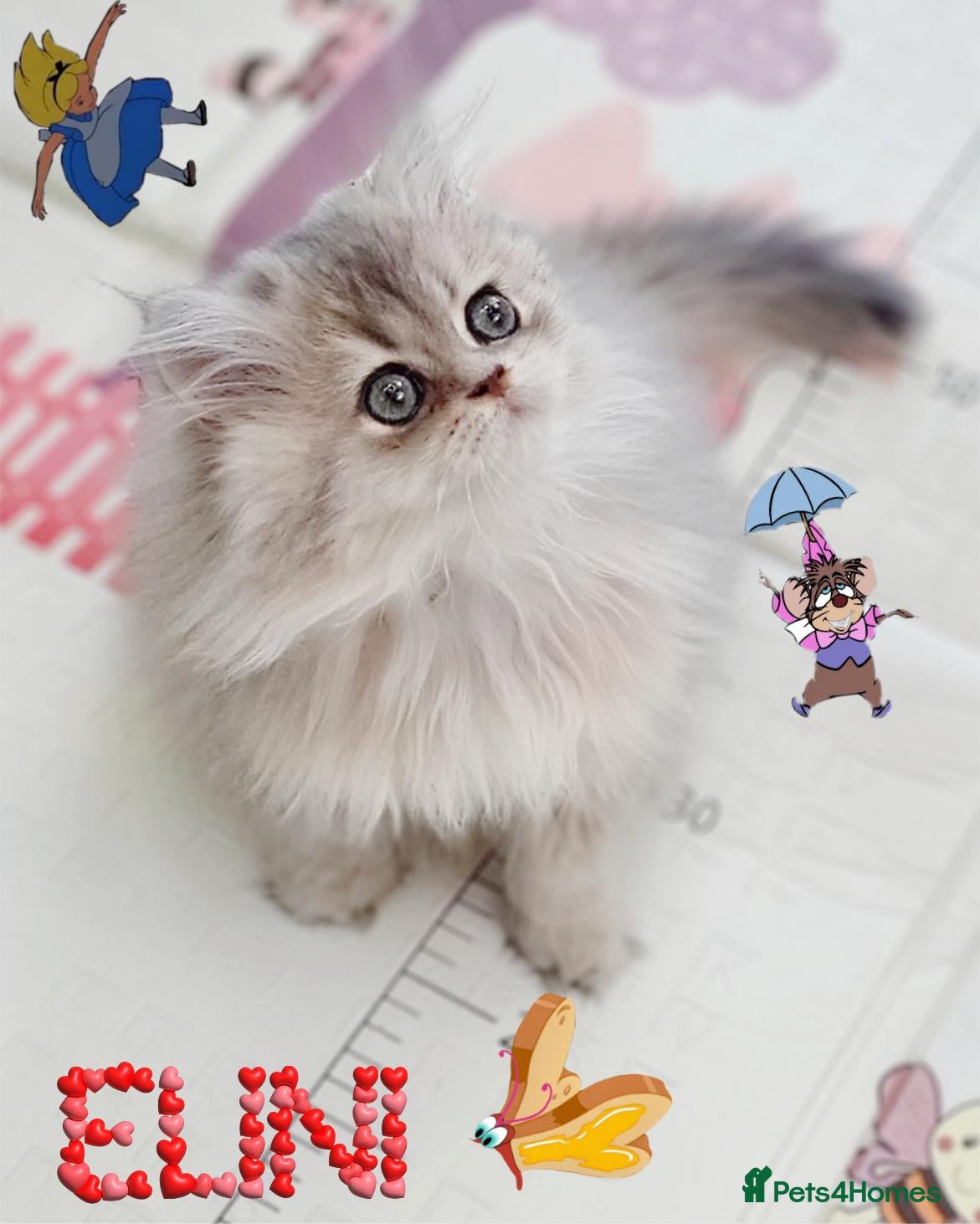 British Longhair cats for sale: 🧚‍♀️✨️ 3 Stunning Active/Pet Sweeties 🐈🍬🐾 - Advert 1