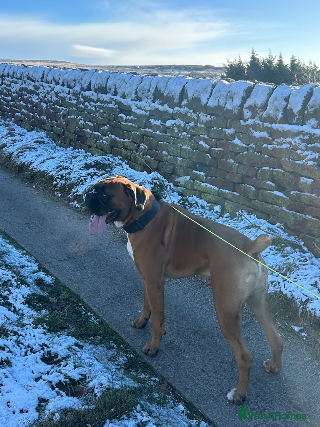 Boxer dogs for stud: Proven stud amazing temperament & health tested - Advert 2