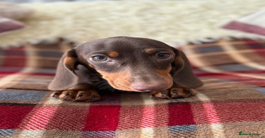 Miniature Dachshund dogs - Advert 2