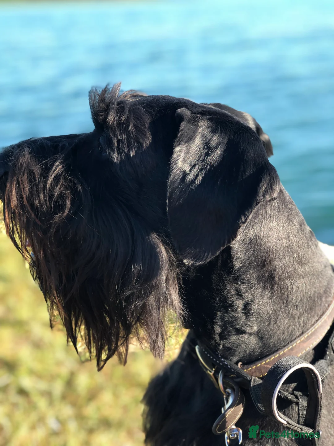 Schnauzer dogs for sale: Standard schnauzer aged 2 1/2 Boy  - Advert 7