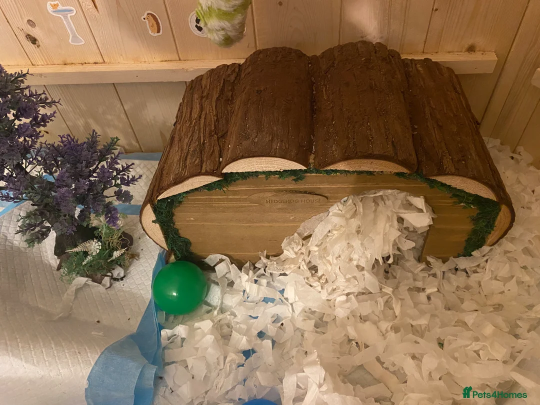 Pygmy Hedgehog rodents for sale: Hand Tame Pygmy Hedgehog with cage & accessories  - Advert 2