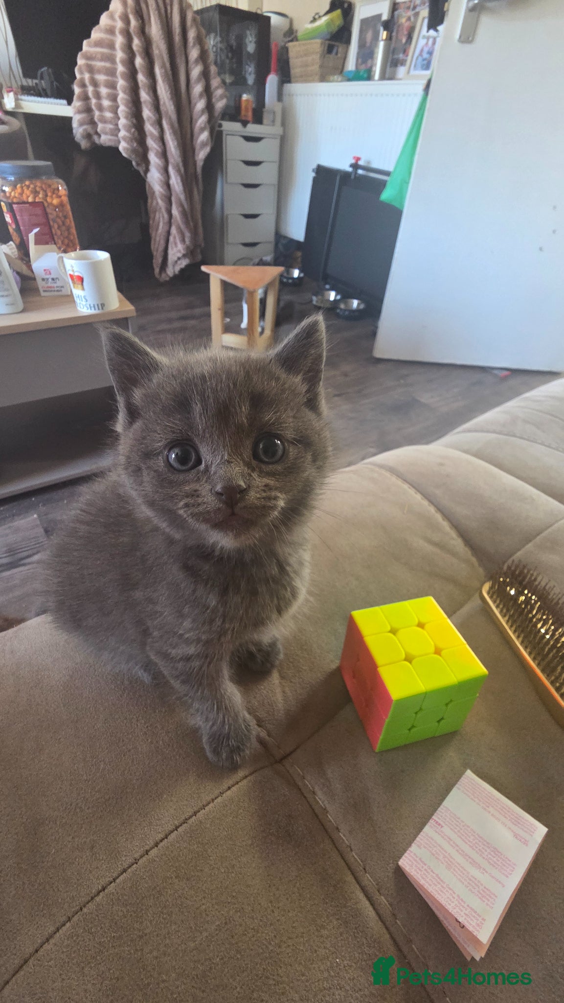 Ragdoll cats 4 gorgeous ragdoll cross Persian  - Advert 2