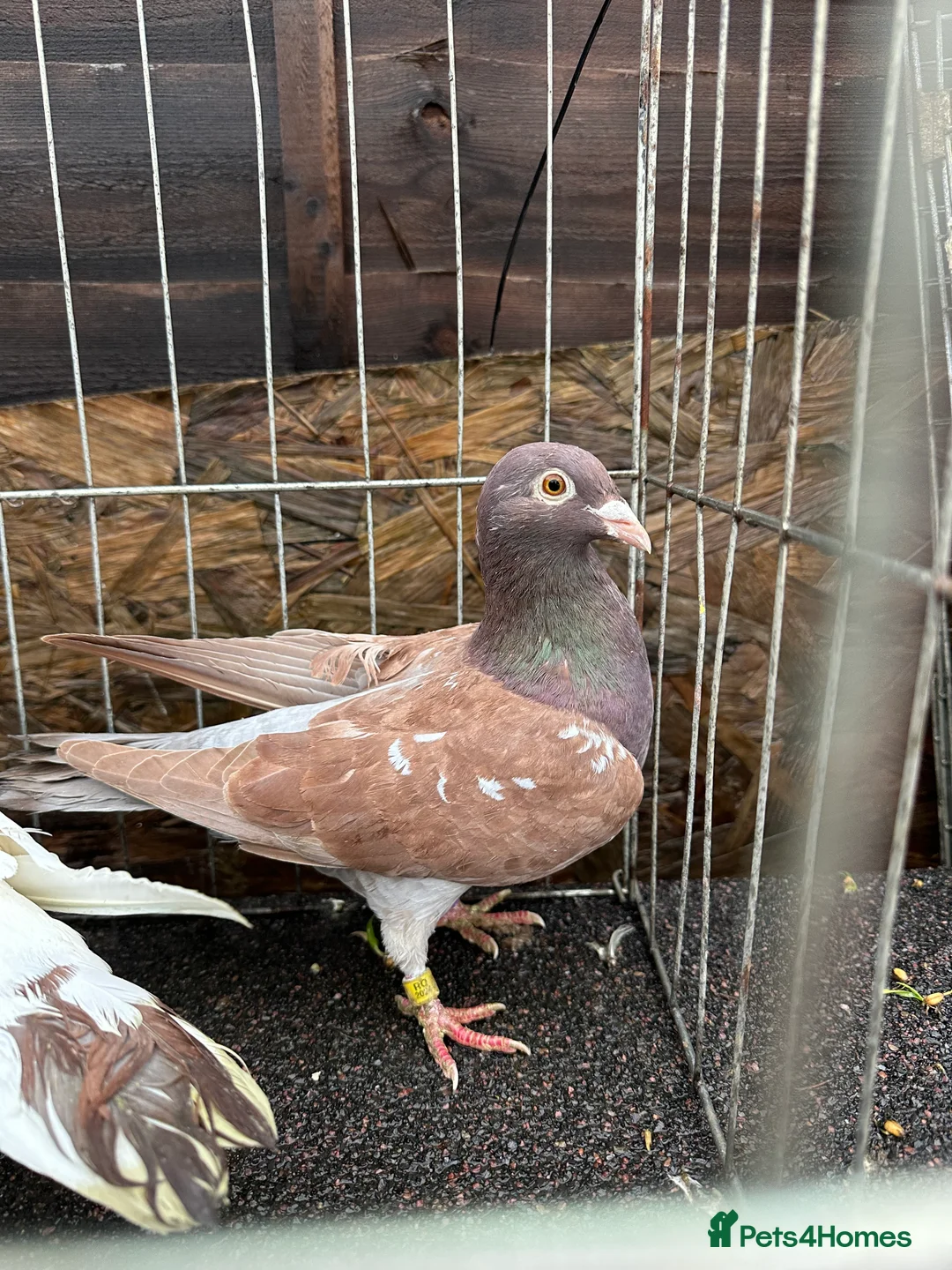 Pigeons birds for sale: Pigeons - Advert 4