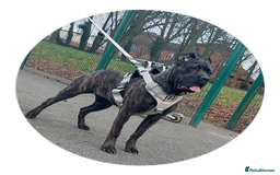 Cane Corso dogs for sale: Cane Corso - Image 16