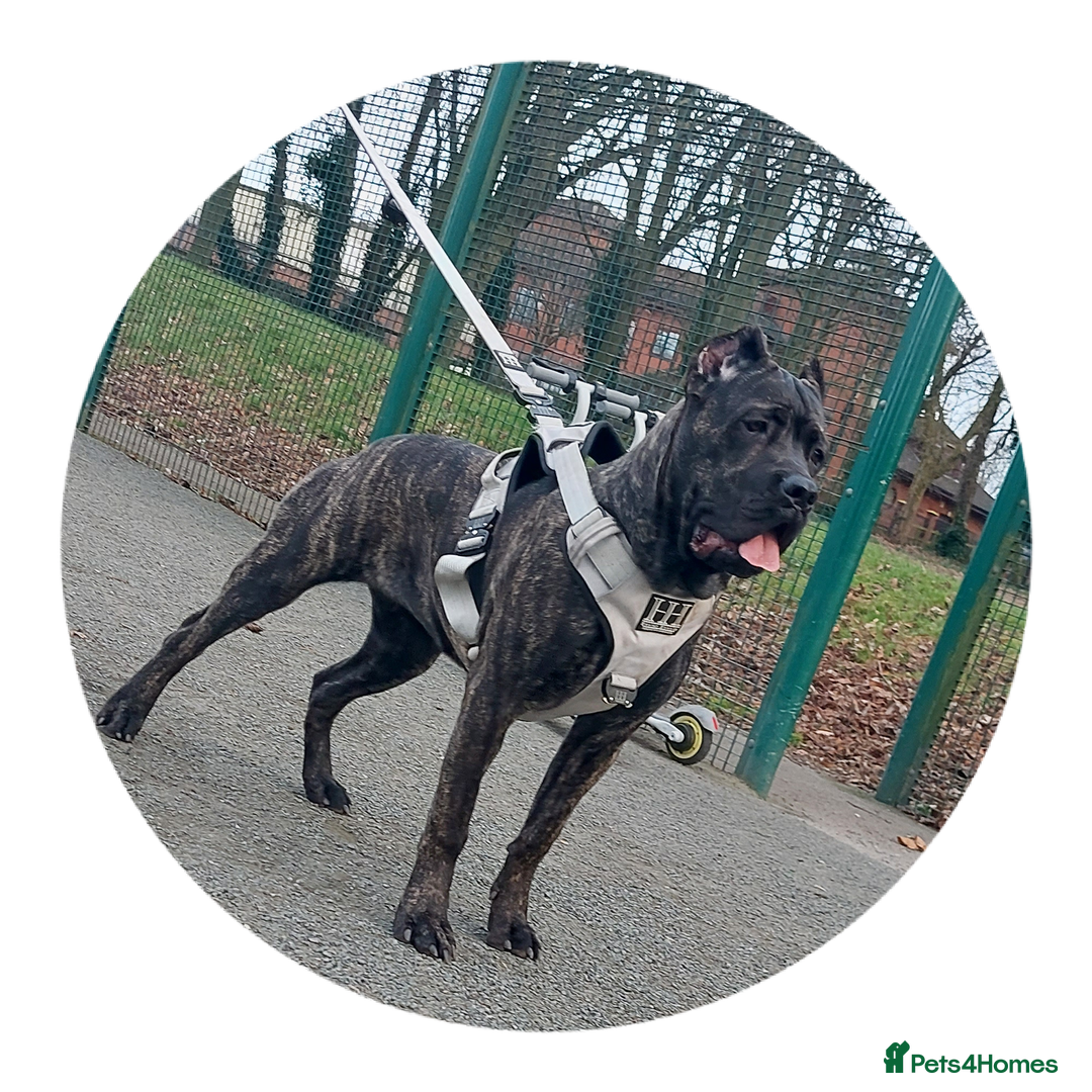 Cane Corso dogs for sale: Cane Corso - Image 16
