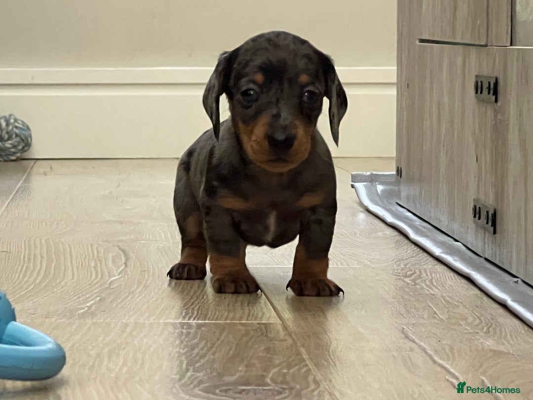 Miniature Dachshund dogs for sale: Last boy KC REG PRA CLEAR - Image 18