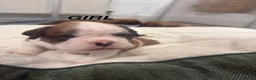 Boxer dogs for sale: Beautiful boxer puppies  - Advert 2
