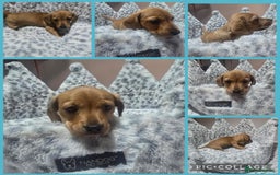 Miniature Dachshund dogs for sale: Shaded Cream Short Miniature Dachshund - Image 3