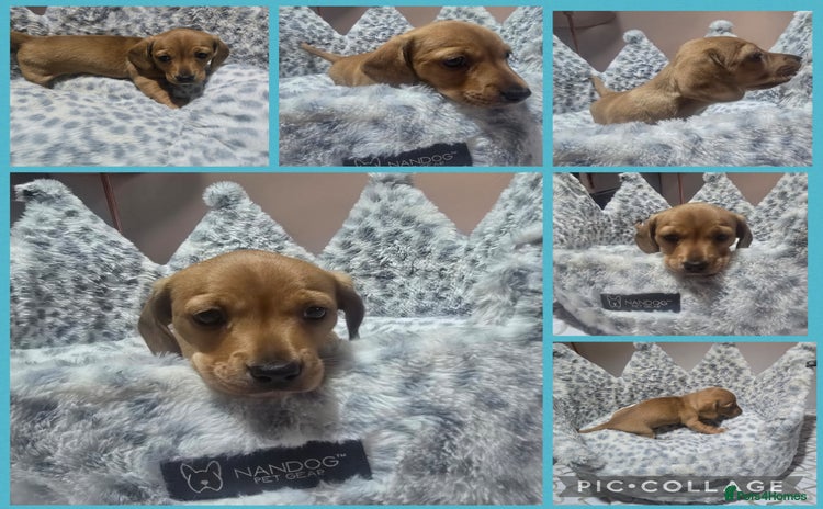 Miniature Dachshund dogs - Advert 2