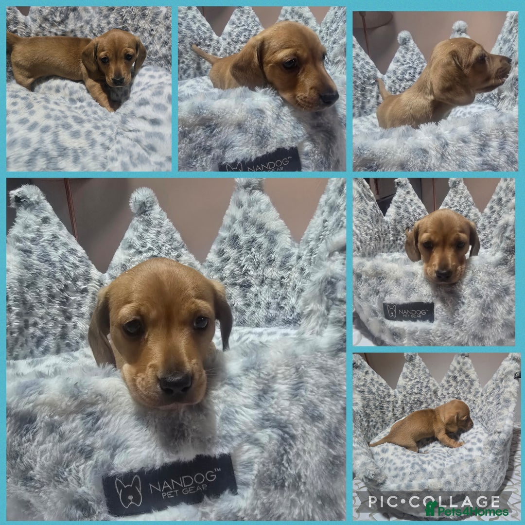 Miniature Dachshund dogs for sale: Shaded Cream Short Miniature Dachshund - Image 3