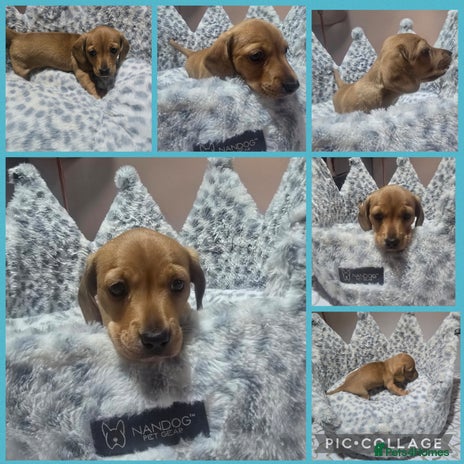 Miniature Dachshund dogs - Advert 9