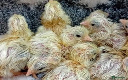 Chickens poultry for sale: Beautiful, days old Serama Chicks Available in Ruardean - Image 11