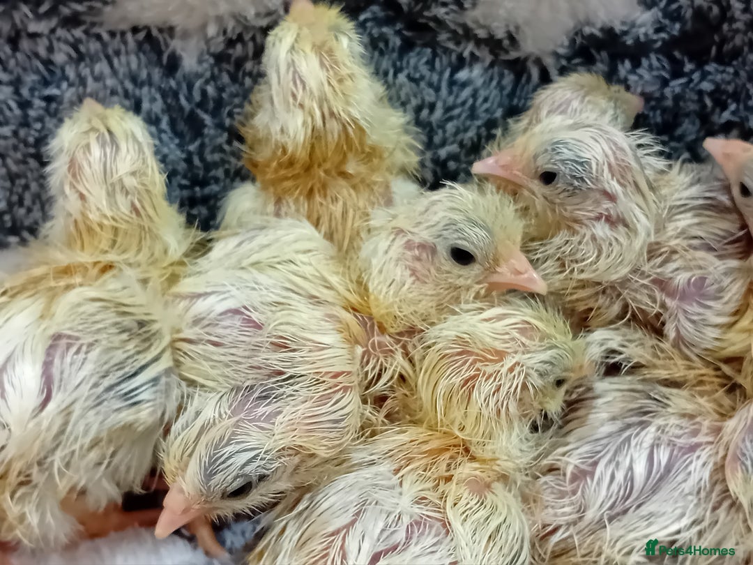 Chickens poultry for sale: Beautiful, days old Serama Chicks Available in Ruardean - Image 11
