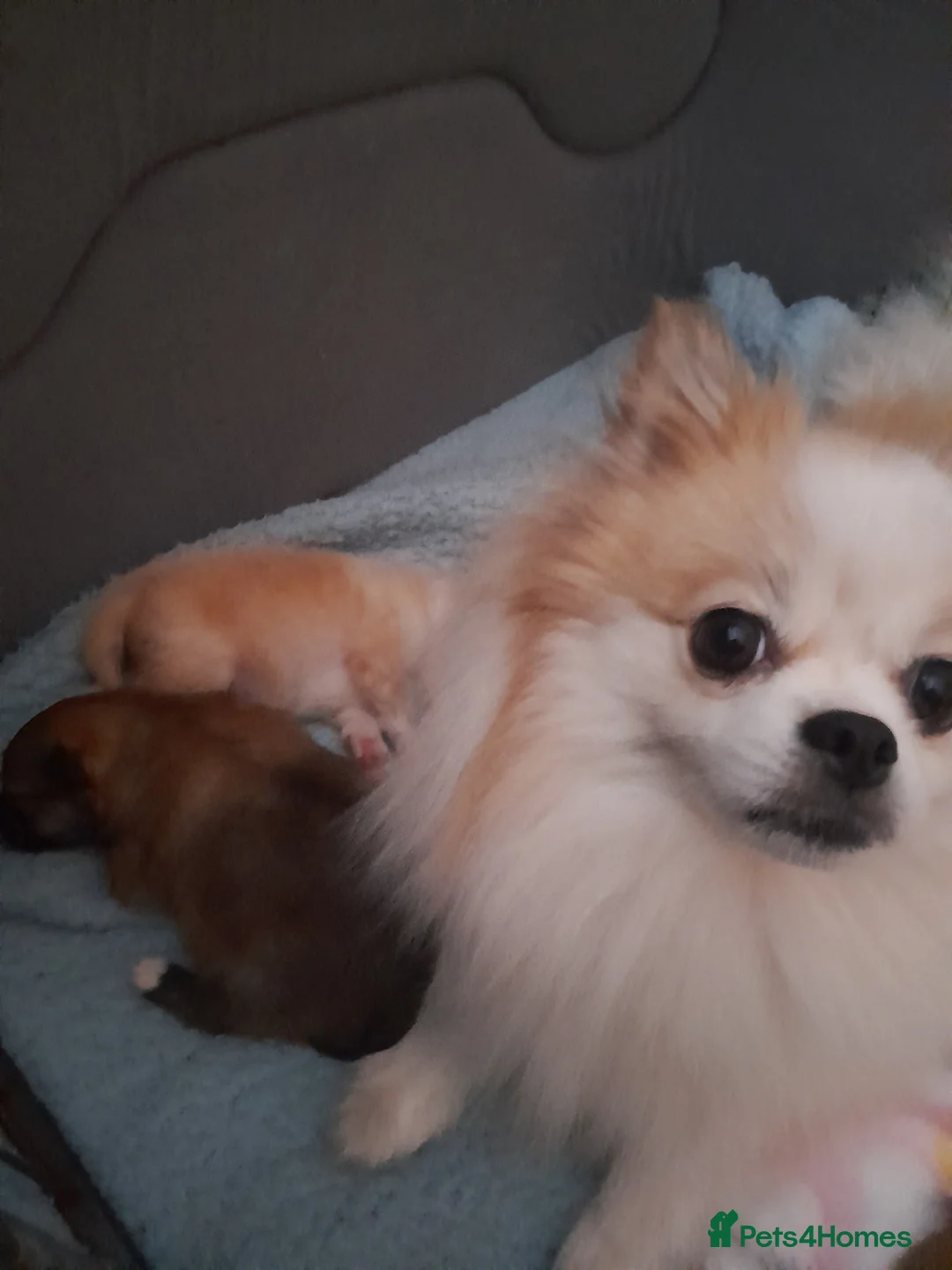 Pomeranian dogs for sale: Pomeranian  - Advert 2