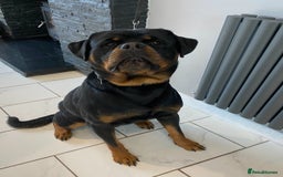 Rottweiler dogs for stud: Proven handsome ADRK KC registered Rottweiler  in Milford Haven - Image 13