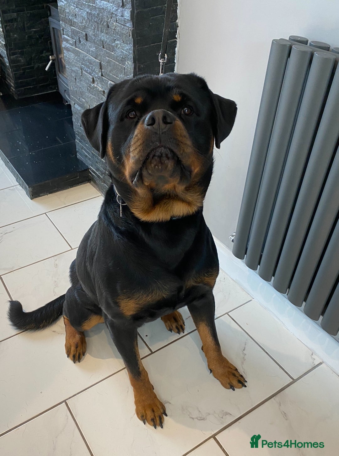 Rottweiler dogs for stud: Proven handsome ADRK KC registered Rottweiler  in Milford Haven - Image 13