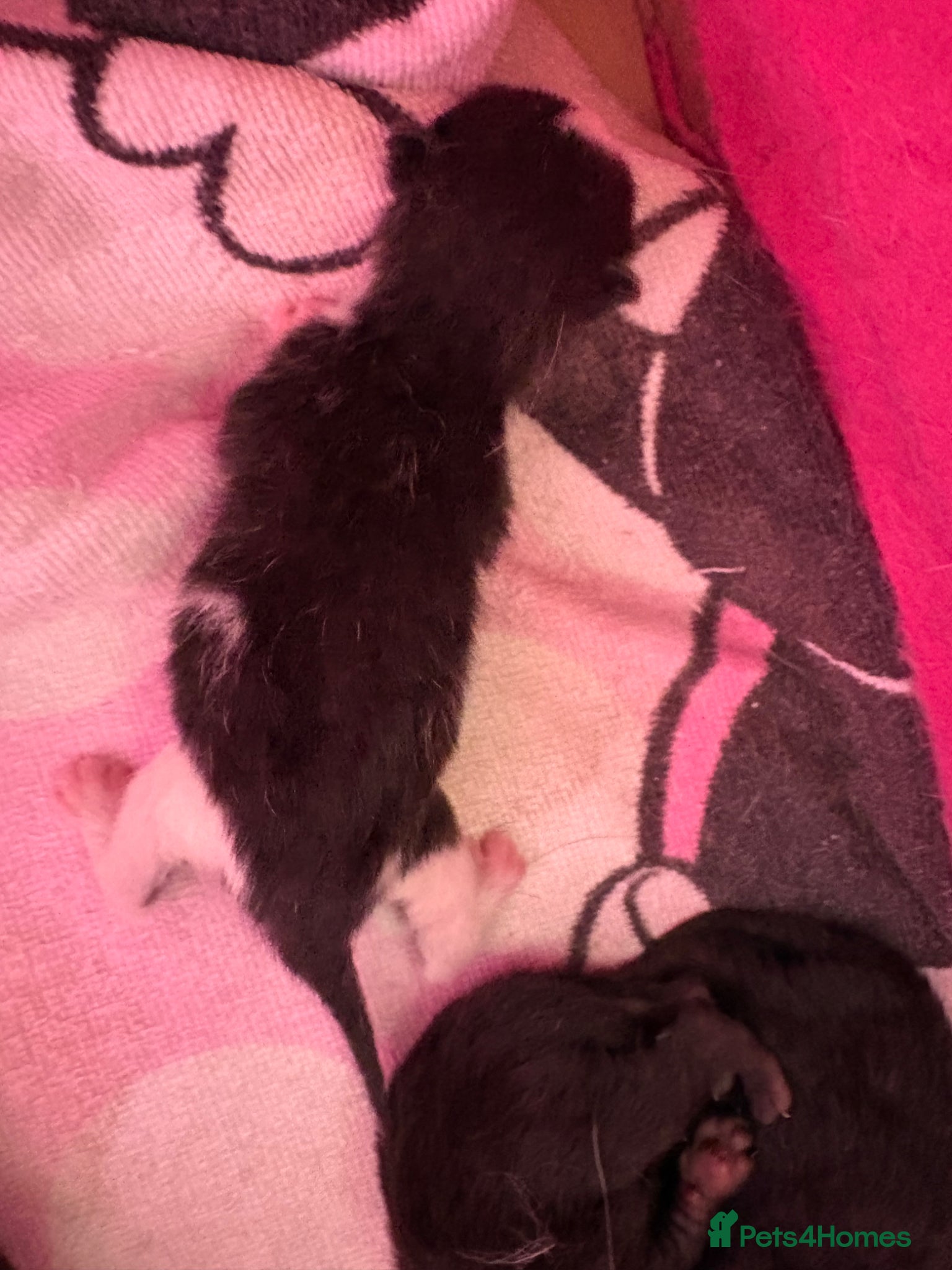 Mixed Breed cats for sale: Beautiful kittens  - Advert 11